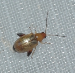Longitarsus ochroleucus