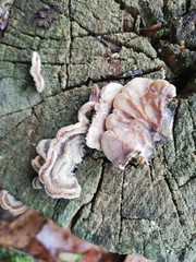 Auricularia mesenterica