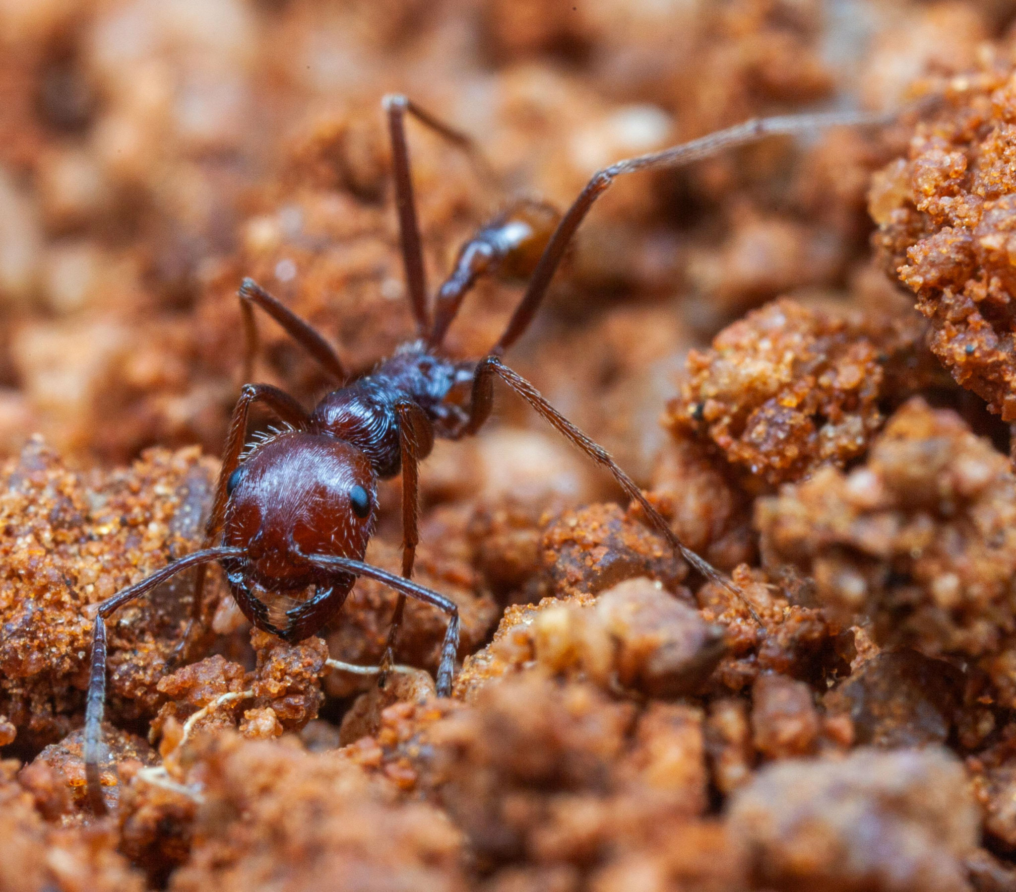 Ocymyrmex kahas