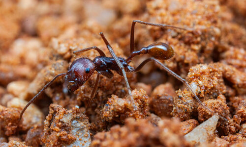 Ocymyrmex kahas