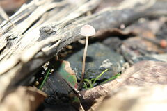 Collybiopsis quercophila