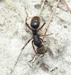 Pseudoneoponera