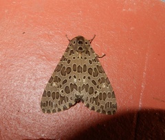 Olepa ricini