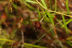 Pultenaea paleacea
