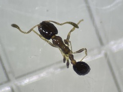 Monomorium floricola
