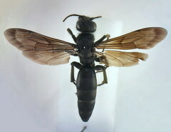 Arachnospila holomelas