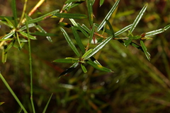 Pultenaea paleacea
