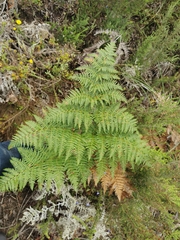 Pteridium aquilinum capense