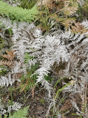 Pteridium aquilinum capense