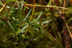 Pultenaea paleacea