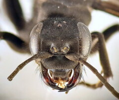 Arachnospila holomelas