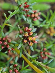 Helichrysum asperum