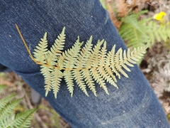 Pteridium aquilinum capense