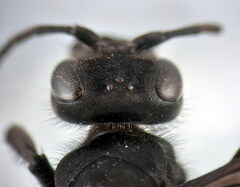 Arachnospila holomelas