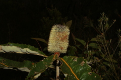 Banksia robur