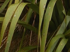 Orthoclydon praefectata