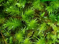 Pyrrhobryum paramattense