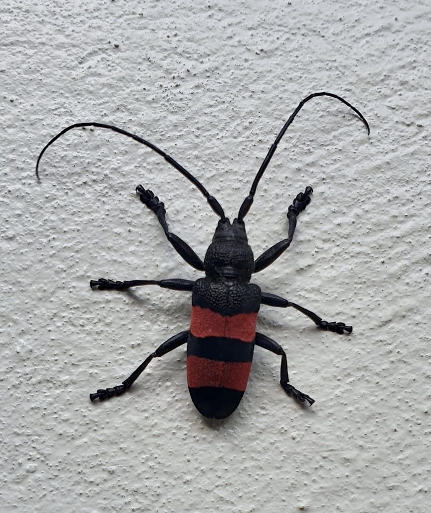 Ceroplesis bicincta
