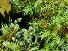 Pyrrhobryum paramattense