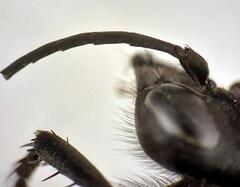 Arachnospila holomelas