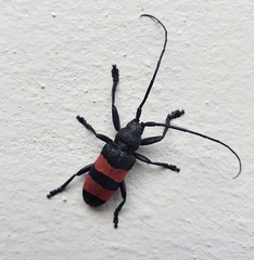 Ceroplesis bicincta
