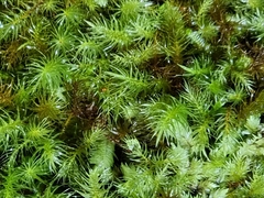 Pyrrhobryum paramattense