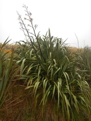 Phormium cookianum