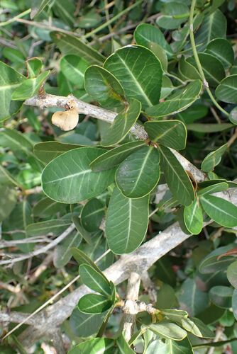 Image of Garcinia livingstonei by no rights reserved