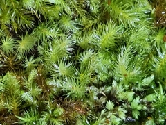 Pyrrhobryum paramattense