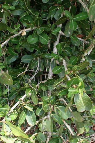 Image of Garcinia livingstonei by no rights reserved
