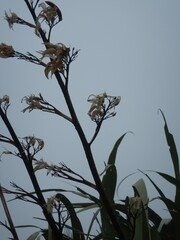 Phormium cookianum
