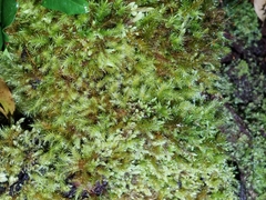 Pyrrhobryum paramattense