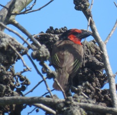 Lybius torquatus torquatus