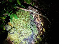 Pyrrhobryum paramattense