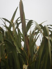 Phormium cookianum