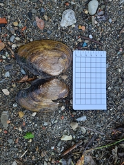 Sinanodonta woodiana