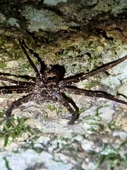 Heteropoda procera