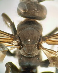 Arachnospila holomelas