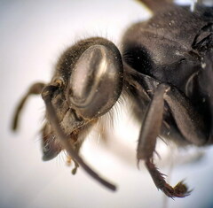 Arachnospila holomelas