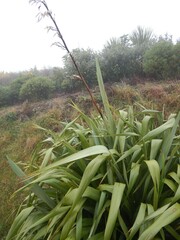 Phormium cookianum
