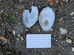 Sinanodonta woodiana