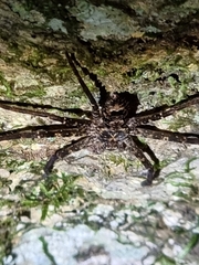 Heteropoda procera