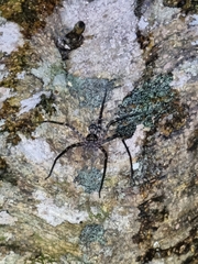 Heteropoda procera