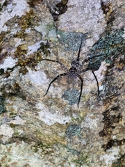 Heteropoda procera