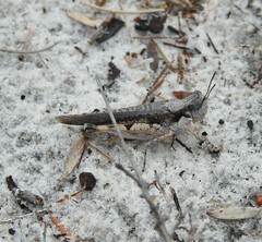 Pycnostictus seriatus