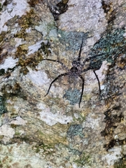 Heteropoda procera