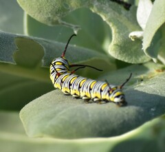 Danaus chrysippus
