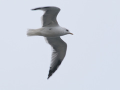 Larus canus