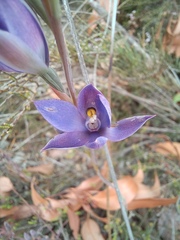 Thelymitra