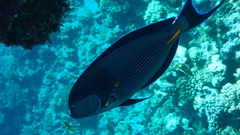 Acanthurus sohal
